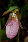 Pink lady's slipper <BR>Moccasin flower